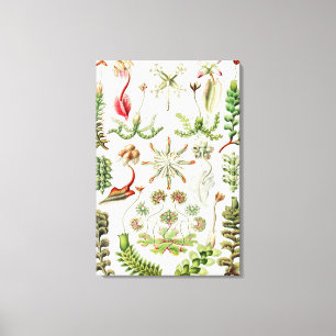 Hepaticae Lebermoose av Ernst Haeckel Canvastryck