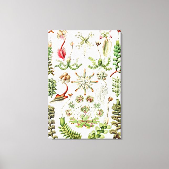 Hepaticae Lebermoose av Ernst Haeckel Canvastryck (Framsida)