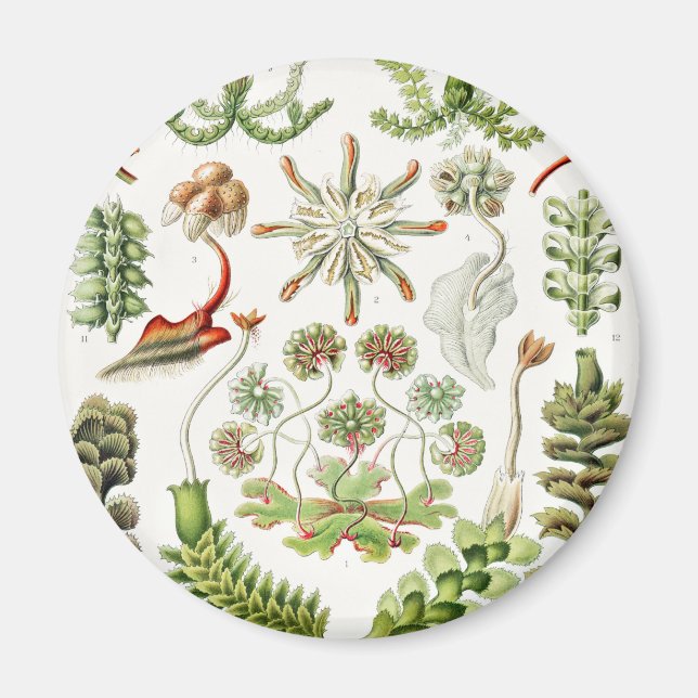 Hepaticae Lebermoose av Ernst Haeckel Magnet (Framsidan)