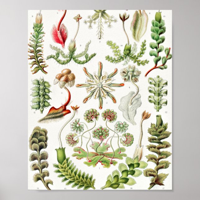 Hepaticae Lebermoose av Ernst Haeckel Poster (Framsidan)