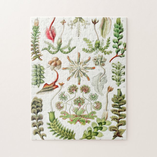 Hepaticae Lebermoose av Ernst Haeckel Pussel (Vertikal)