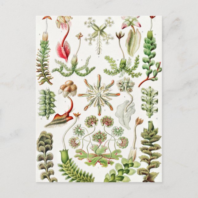 Hepaticae Lebermoose av Ernst Haeckel Vykort (Framsida)