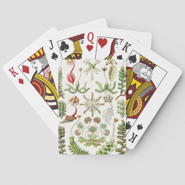 Hepaticae Levermosar av Ernst Haeckel Casinokort (Baksidan)