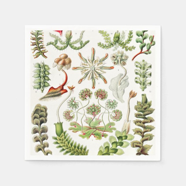 Hepaticae Levermosar av Ernst Haeckel Pappersservett (Framsidan)