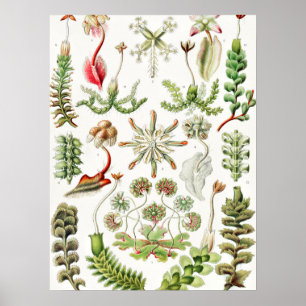 Hepaticae Levermosar av Ernst Haeckel Poster
