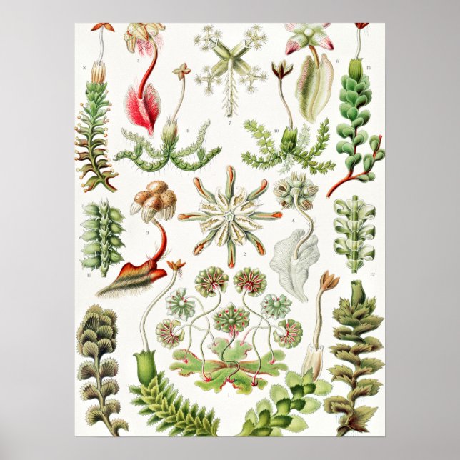 Hepaticae Levermosar av Ernst Haeckel Poster (Framsidan)