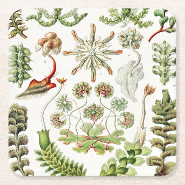 Hepaticae Levermosar av Ernst Haeckel Underlägg Papper Kvadrat (Framsidan)