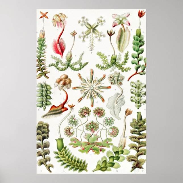 Hepaticae Levermossor av Ernst Haeckel Poster (Framsidan)