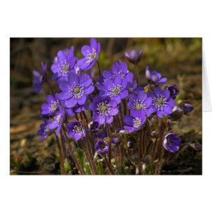 Hepaticas Hälsningskort