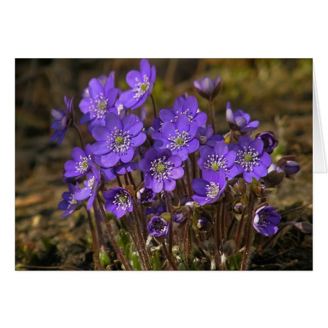 Hepaticas Hälsningskort (Framsidan Horizontal)