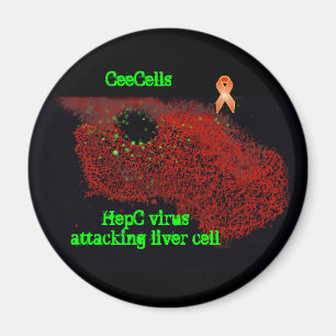 HepC virus som anfaller levercellen Magnet