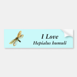 Hepialus humuli women - Ghost Moth eller Ghost Swi Bildekal