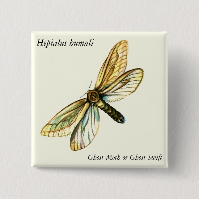 Hepialus humuli women - Ghost Moth eller Ghost Swi Knapp (Framsida)