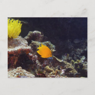 Herald's angelfish (Centropyge heraldi) simning Vykort