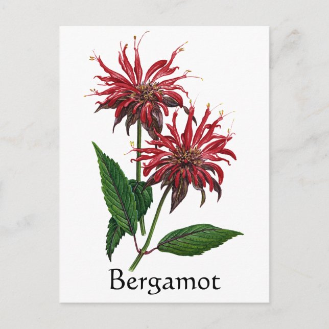 Herb Garden Series - Bergamot Vykort (Framsida)
