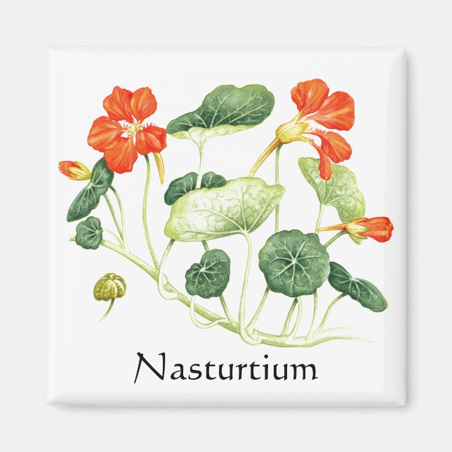 Herb Garden Series - Nasturtium Magnet (Framsidan)