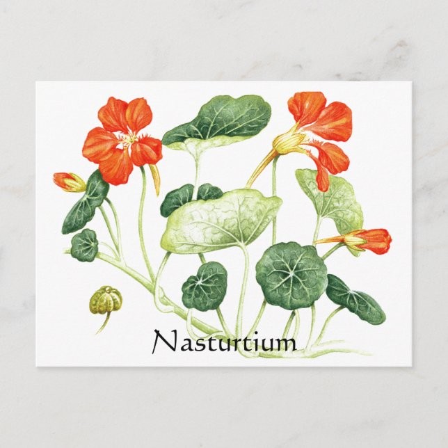 Herb Garden Series - Nasturtium Vykort (Framsida)