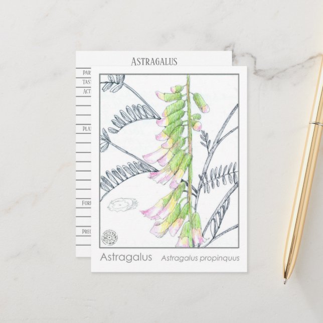 Herb Materia Medica Plants Astragalus studiekort Vykort (Fram/Back In Situ)