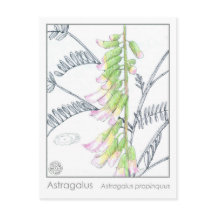 Herb Materia Medica Plants Astragalus studiekort
