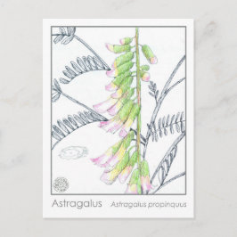 Herb Materia Medica Plants Astragalus studiekort Vykort