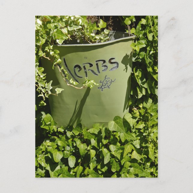 Herb Pot & Ivy Vykort (Framsida)