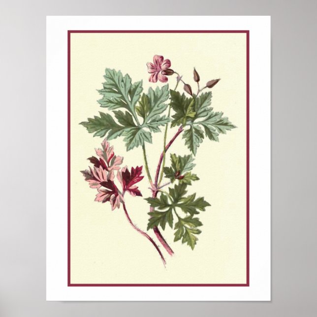 "Herb Robert" Botanical Illustration Poster (Framsidan)