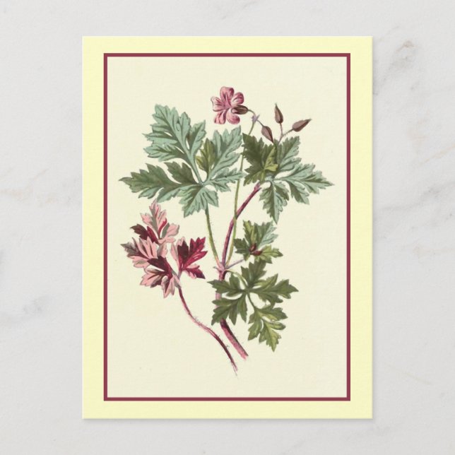 "Herb Robert" Botanical Illustration Vykort (Framsida)