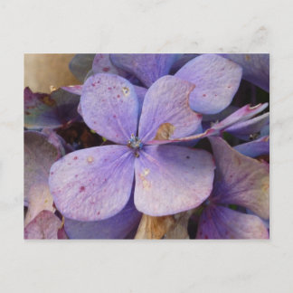 Herbst - Postkarte (Hortensia) Vykort