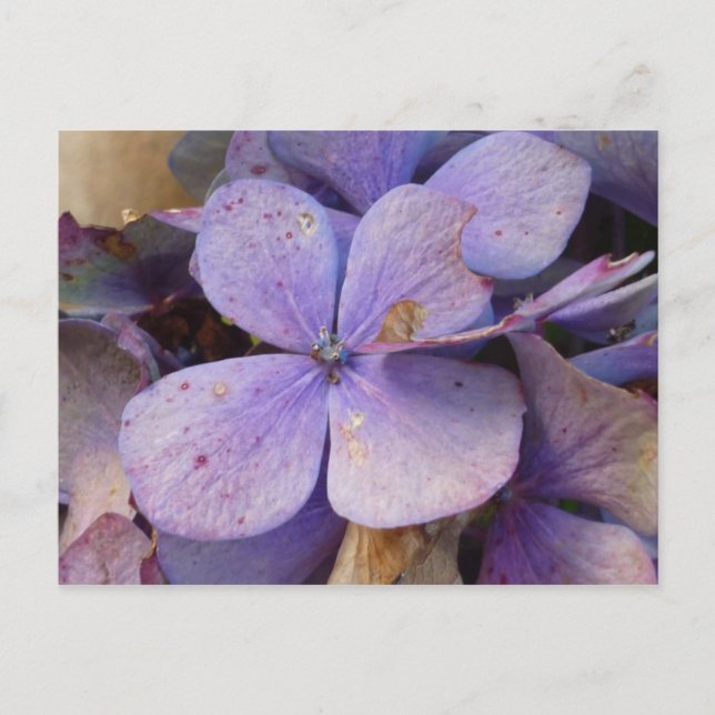Herbst - Postkarte (Hortensia) Vykort (Framsida)