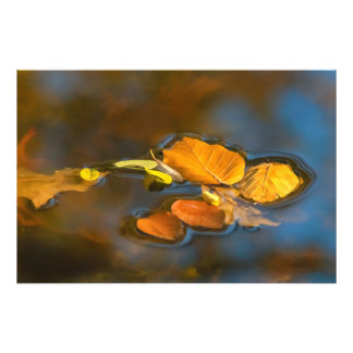 Herbstblätter im See Fototryck
