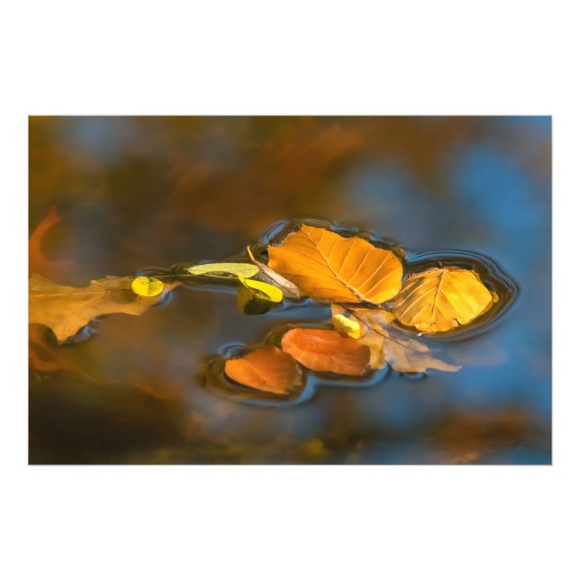 Herbstblätter im See Fototryck (Framsidan)
