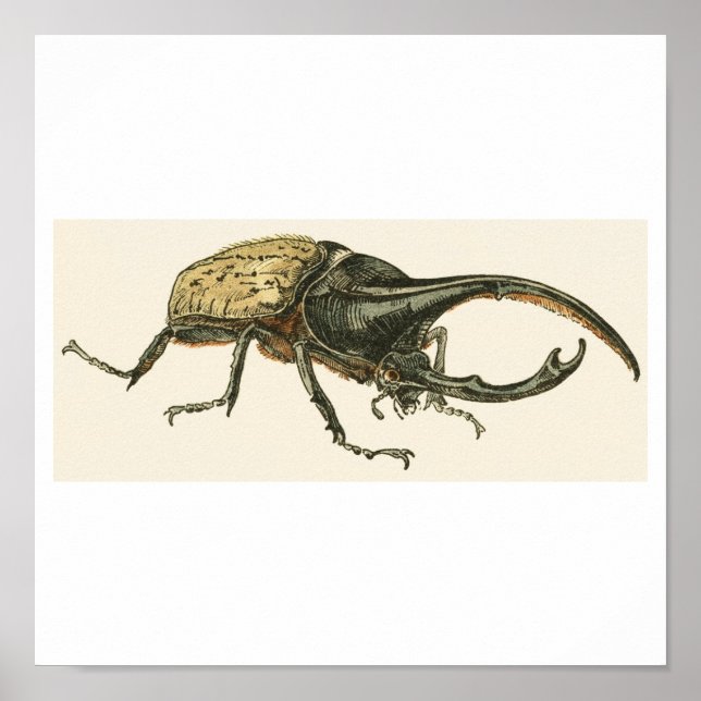 Hercules Beetle Poster (Framsidan)