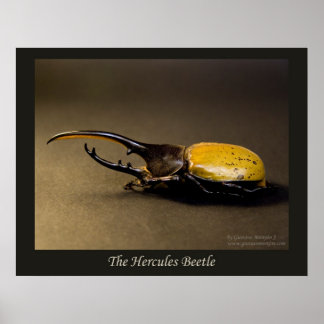 Hercules Beetle Poster