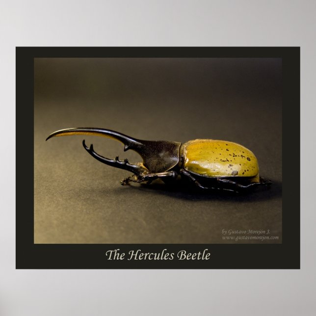 Hercules Beetle Poster (Framsidan)
