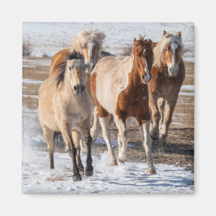 Herd av blandade raser som löper i Snö Magnet