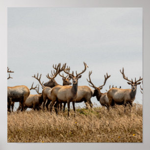 HERD AV HJORT POSTER