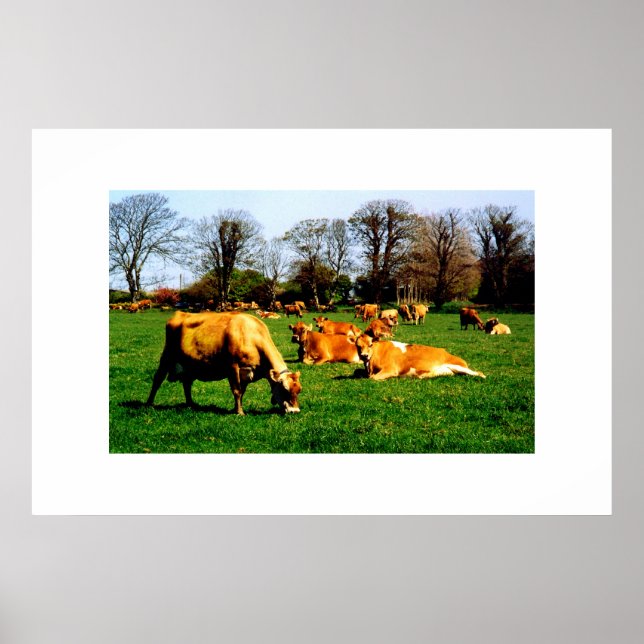 HERD AV JERSEY COWS POSTER (Framsidan)