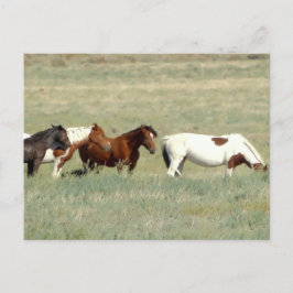 Herd av vild hästar vykort