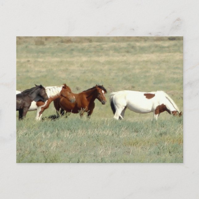 Herd av vild hästar vykort (Framsida)