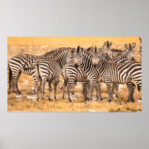 HERD AV ZEBRÖDER POSTER