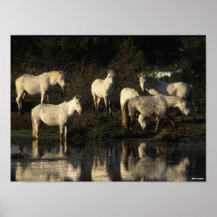 Herd Camargue Ponies står i Vatten Poster