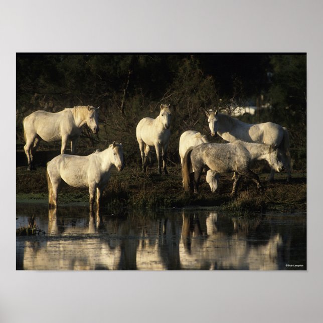 Herd Camargue Ponies står i Vatten Poster (Framsidan)