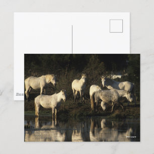 Herd Camargue Ponies står i Vatten Vykort
