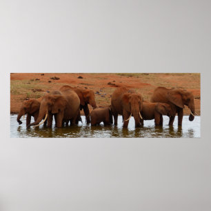 Herd Elephants vid Vatten Hål Poster