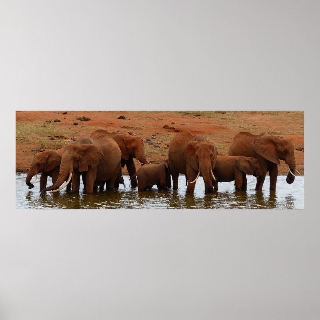 Herd Elephants vid Vatten Hål Poster (Framsidan)