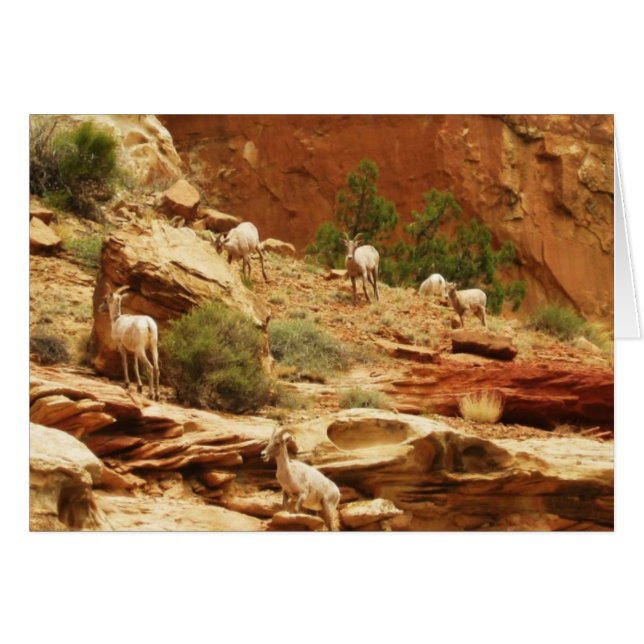 Herd.. Hälsningskort (Framsidan Horizontal)