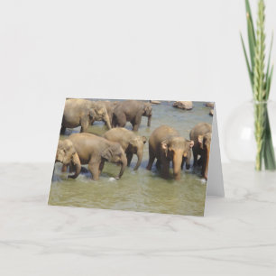 Herd of Elephants Greeting Cards Kort