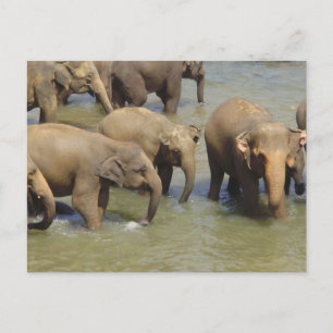 Herd of Elephants Postcard Vykort