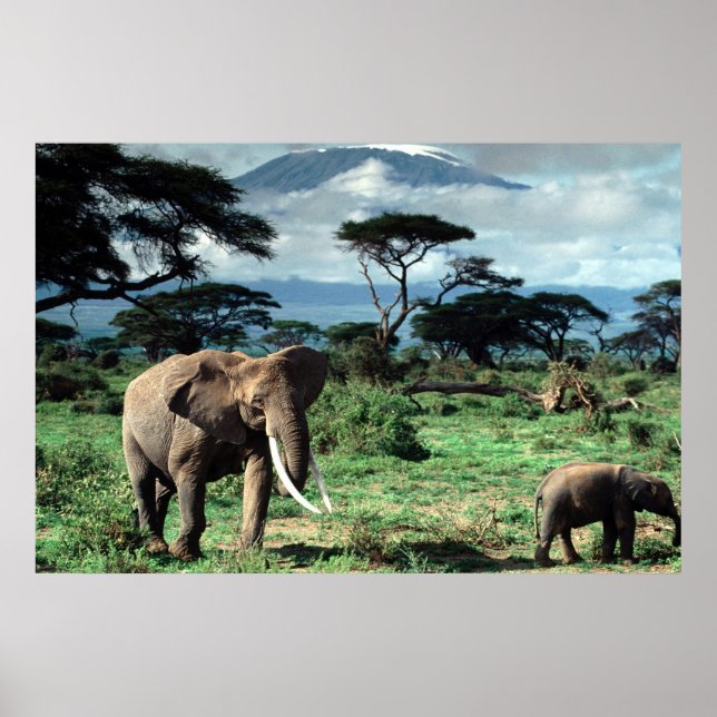 Herd of Elephants poster (Framsidan)