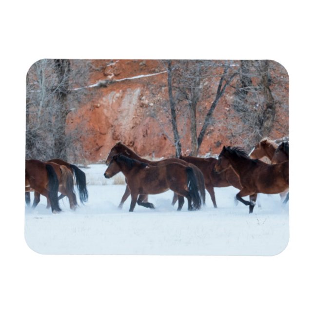Herd of Horses Running in Snow Magnet (Horisontell)